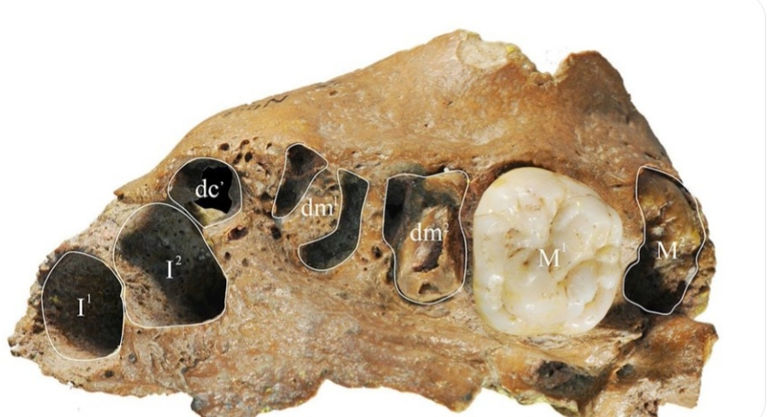 Human's ancient relative found in China has modern dental growth