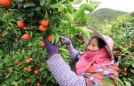 China issues key document on rural development