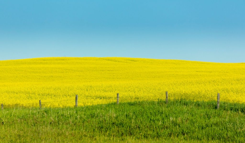 Canada’s canola farmers fear Huawei dispute could devastate rural communities reliant on China exports