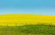 Canada’s canola farmers fear Huawei dispute could devastate rural communities reliant on China exports