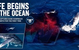 A Once-in-a-Lifetime Moment Unfolds Above the Pacific