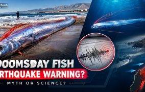 Chile’s ‘Doomsday Fish’ Sparks Earthquake Fears: What Science Really Says